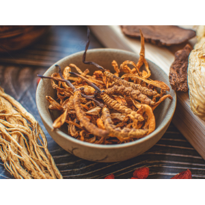 Đông trùng hạ thảo là gì?